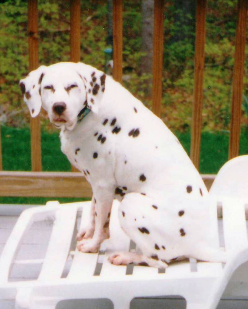 The Animal House Buzzards Bay, MA Rainbow Bridge